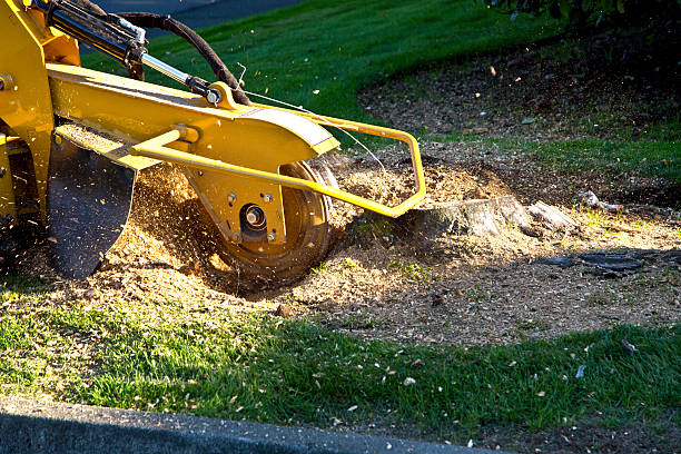 Reliable Helena, MT Tree Service Solutions